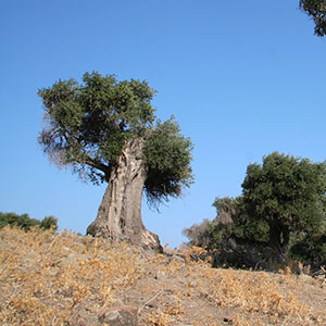 Olive Farming